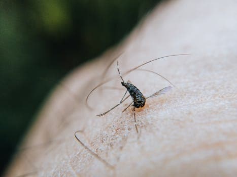 What will dengue transmission be given El Niño forecast?